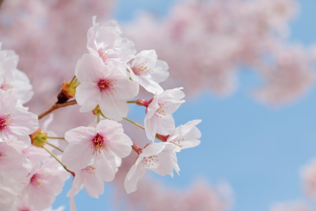 桜を見ながら食べたい！お花見レシピ