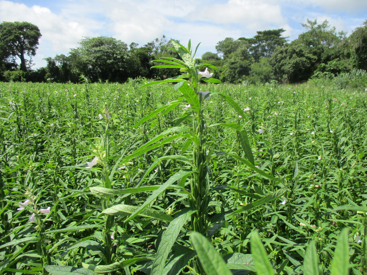 ごまの生産が環境に与える影響と対策/ごま栽培と土壌改善の関係 /カタギ食品のSDGsの取り組み