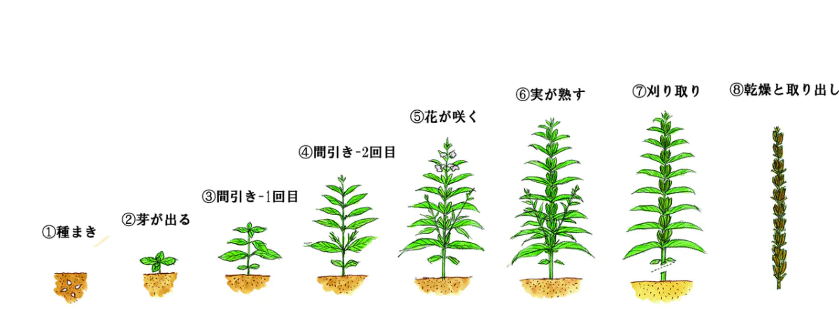2023年ごま栽培記録 お家でごまを育ててみよう！ | ブログ | カタギ食品